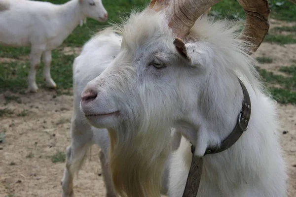 White Goat Farm — Stock Photo, Image