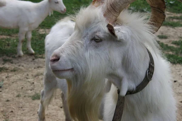 Weiße Ziege Auf Einem Bauernhof — Stockfoto