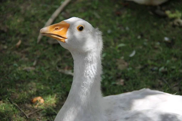 Portrait White Goose — Stock Photo, Image