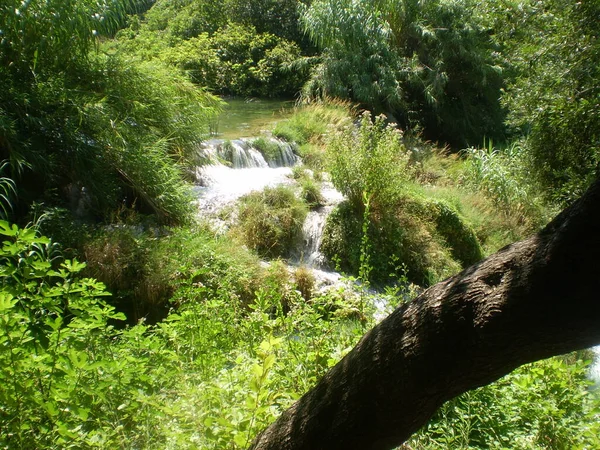 Hırvat ulusal parkında ağaçlar ve yeşil alan