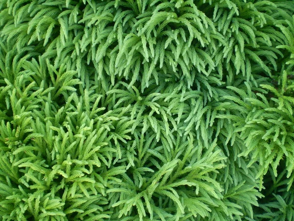 Küçük yaprakların ayrıntıları.