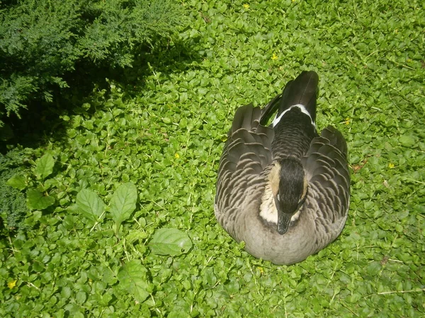 Pato Sobre Hojas Verdes —  Fotos de Stock