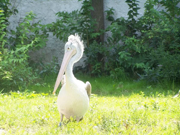 Çimlerin Üzerinde Güzel Beyaz Bir Pelikan — Stok fotoğraf