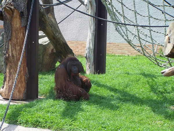 Orangután Sentado Hierba —  Fotos de Stock