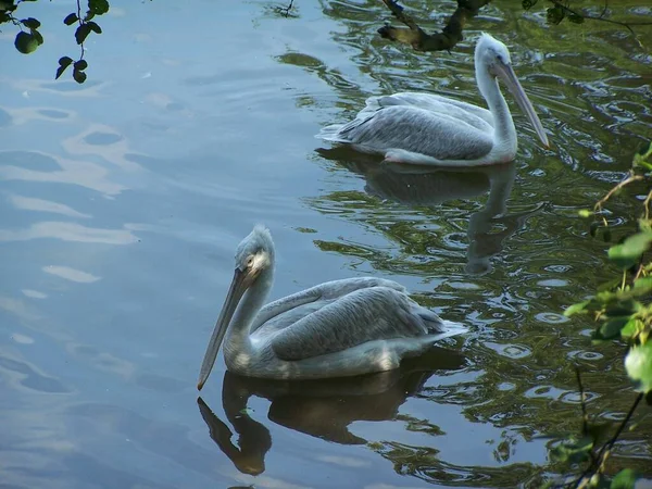 Красиві Білі Пелікани Воді — стокове фото