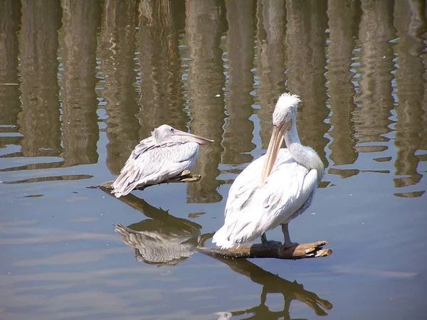 Suda Iki Beyaz Pelikan — Stok fotoğraf