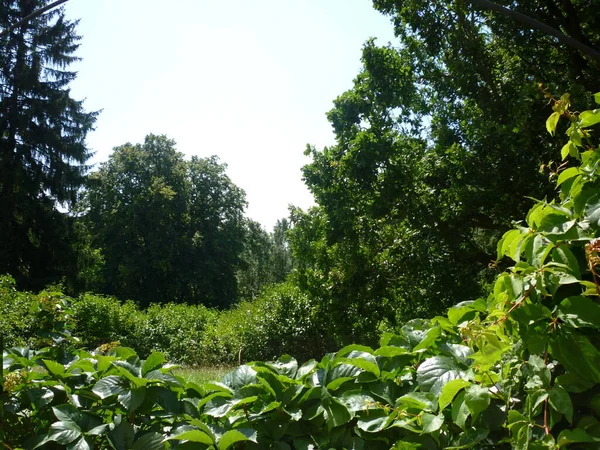 Bomen Een Park Tsjechië — Stockfoto