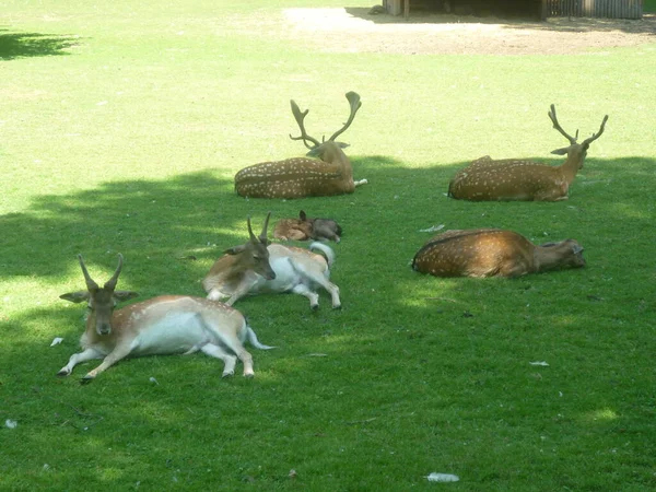 Família Cervos Que Põem Grama — Fotografia de Stock