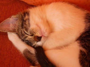 Küçük kedi oturma odasında uyuyor.