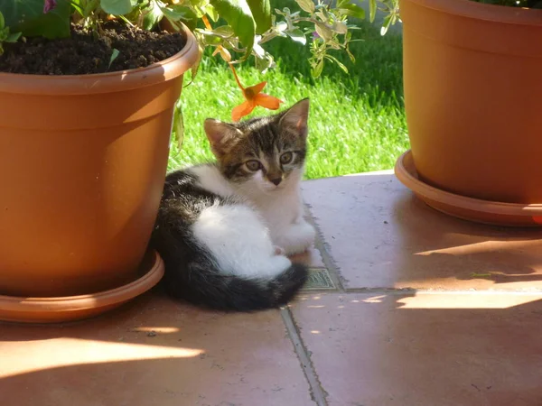 Pequeno Gato Jardim — Fotografia de Stock
