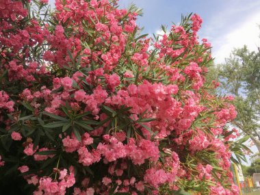 İtalya 'da çiçek açan pembe ağaç.