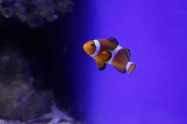 Akvaryumdaki palyaço balığı