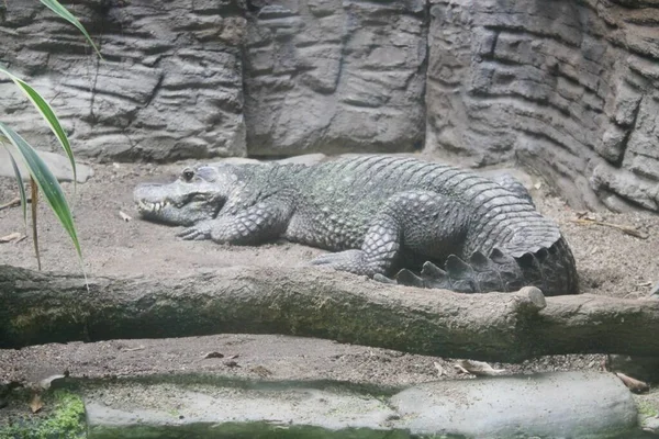 Alligator Sur Sol — Photo