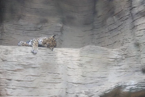 Hayvanat bahçesinde uyuyan bir çita.