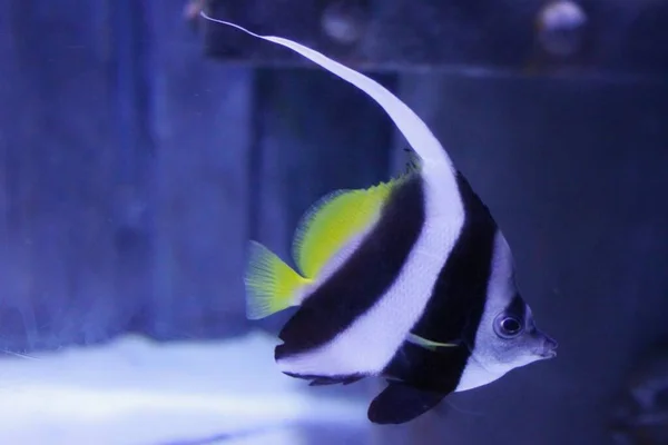 black and white sea fish