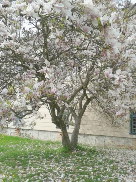 İlkbaharda çiçek açan ağaç