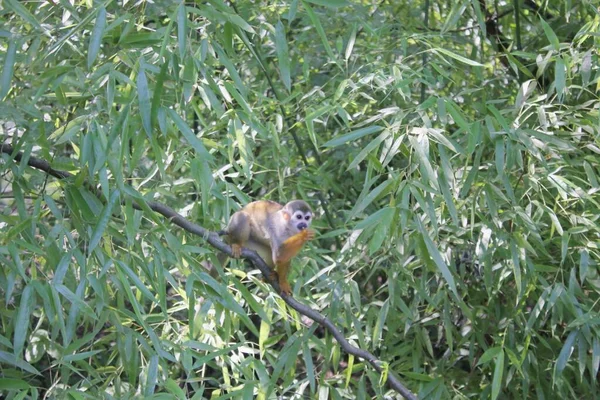 Macaque Een Boom — Stockfoto