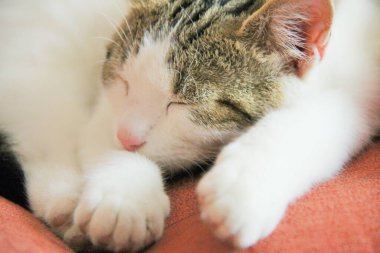 Uyuyan bir kedinin ayrıntıları