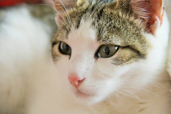 Closeup Kitten — Stock Photo, Image