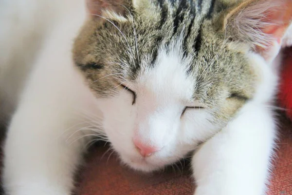 Closeup Sleeping Kitten — Stock Photo, Image