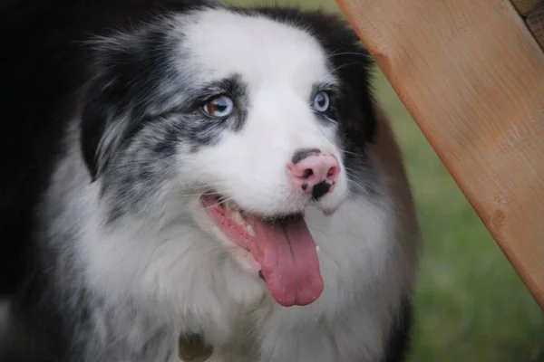 Γαλάζιο Σκυλί Κόλεϊ Συνόρων Merle — Φωτογραφία Αρχείου