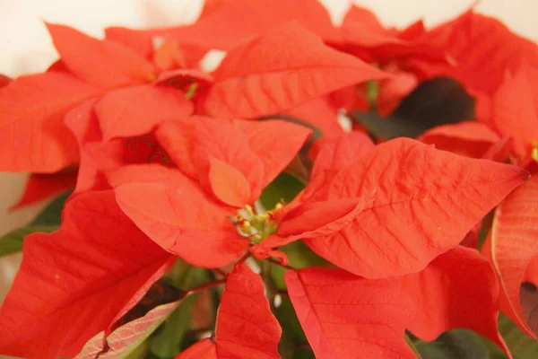 Ένα Χριστουγεννιάτικο Λουλούδι Που Λέγεται Ποϊνσέτια — Φωτογραφία Αρχείου