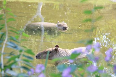 Kapibaralar gölette yıkanıyor