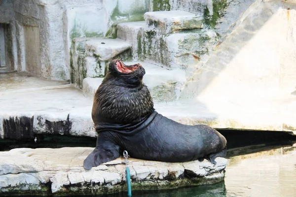 Sea Lion Zoo — Stock Photo, Image