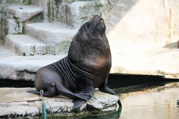 Sea Lion Zoo — Stock Photo, Image