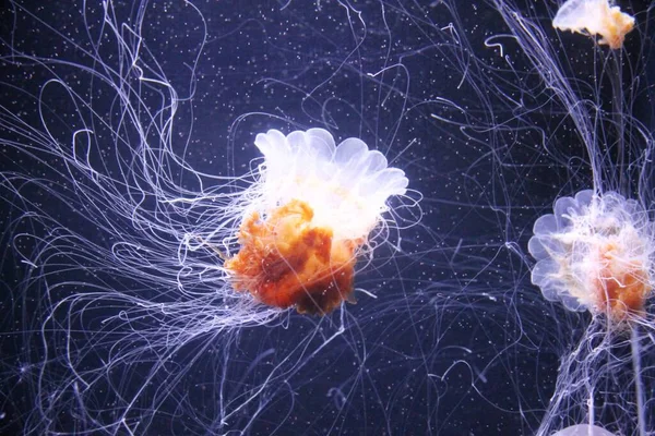 Meduse Uno Zoo — Foto Stock