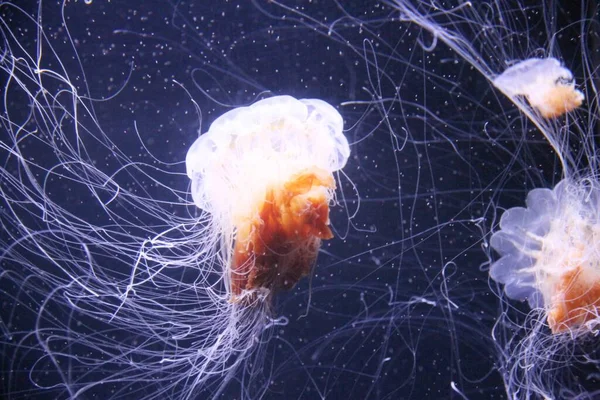 Meduse Uno Zoo — Foto Stock