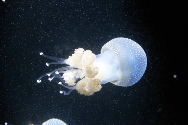 Jellyfish Zoo — Stock Photo, Image