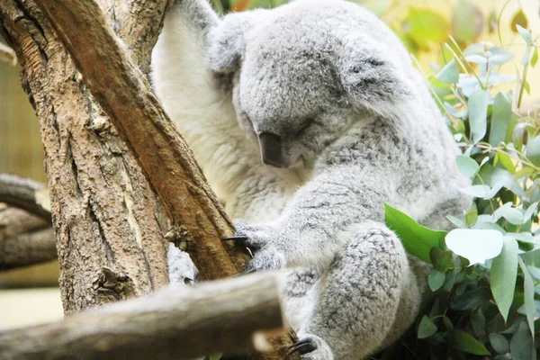 Koala Björn Sover Ett Zoo — Stockfoto