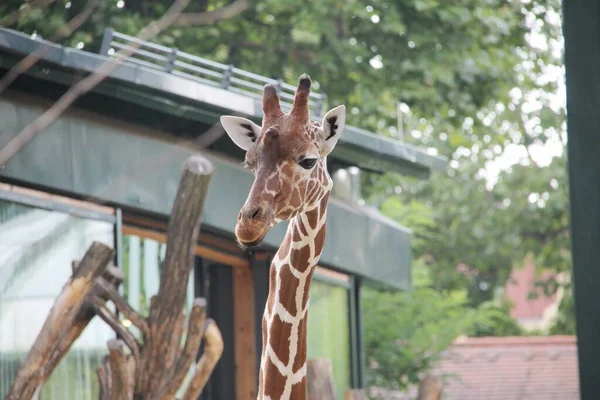 Porträtt Giraff — Stockfoto