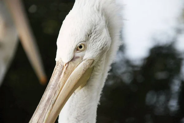Beyaz Bir Pelikanın Portresi — Stok fotoğraf