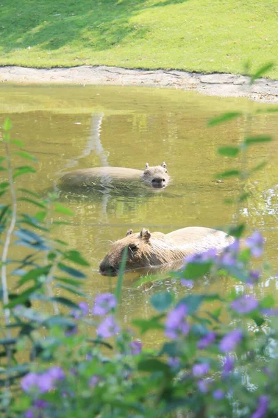 Hayvanat Bahçesinde Banyo Yapan Iki Kapibara — Stok fotoğraf