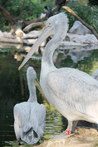 Hayvanat Bahçesindeki Beyaz Pelikan — Stok fotoğraf