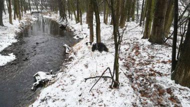 Kışın Sınır Çobanı