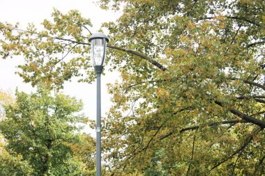 Ağaçlardaki şehir lambası
