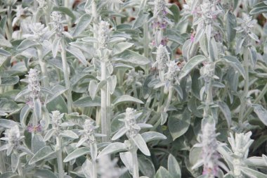 Gri bitkiler tarlası