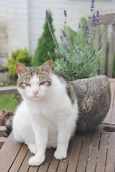 Μια Γάτα Δίπλα Μια Γλάστρα Λεβάντα — Φωτογραφία Αρχείου