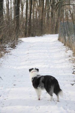 Kışın mavi merle border collie dog 