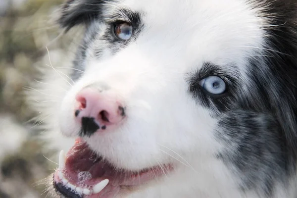 Blue Merle Border Collie Dog Com Olhos Azuis Retrato — Fotografia de Stock