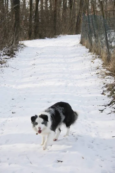Azul Merle Border Collie Dog Invierno —  Fotos de Stock