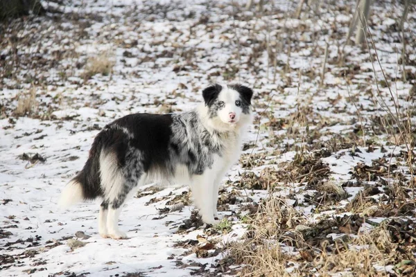 Azul Merle Border Collie Dog Invierno —  Fotos de Stock