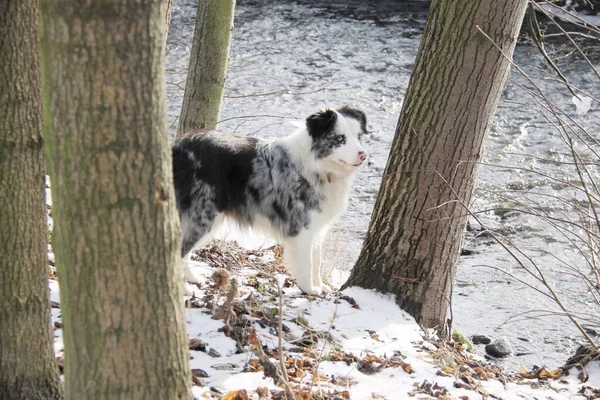 Μπλε Merle Συνόρων Σκυλί Collie Χειμώνα — Φωτογραφία Αρχείου