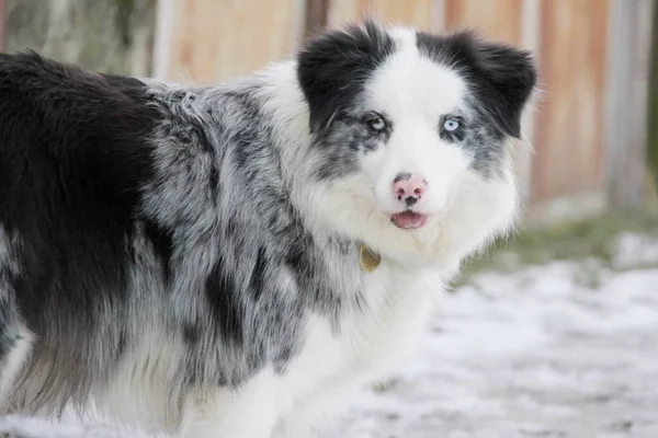 Blue Merle Border Collie Dog Inverno — Fotografia de Stock