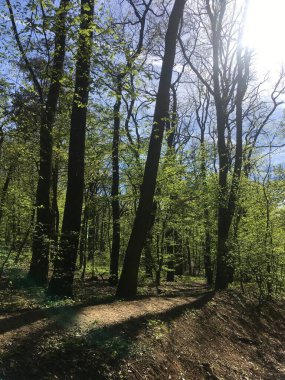 Çek kırsalında yaz ormanı