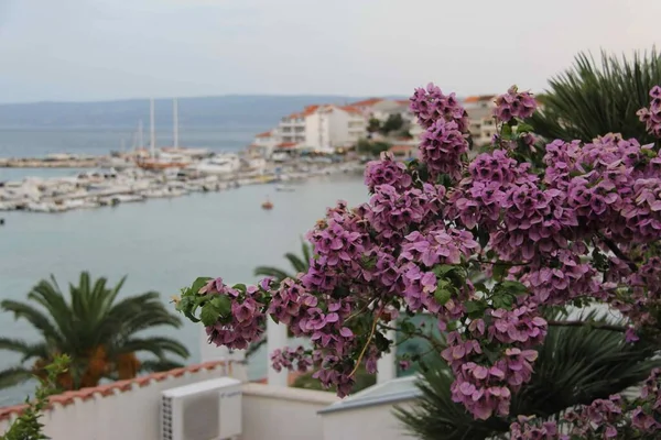 Baia Delle Rose Vista Stobrec Croazia — Foto Stock