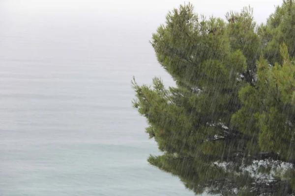 Träd Och Hav Storm Kroatien — Stockfoto